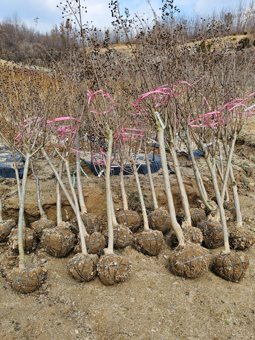 10년 동안 키운 배롱나무 목백일홍 나무를 밭에서 캔 직후의 모습