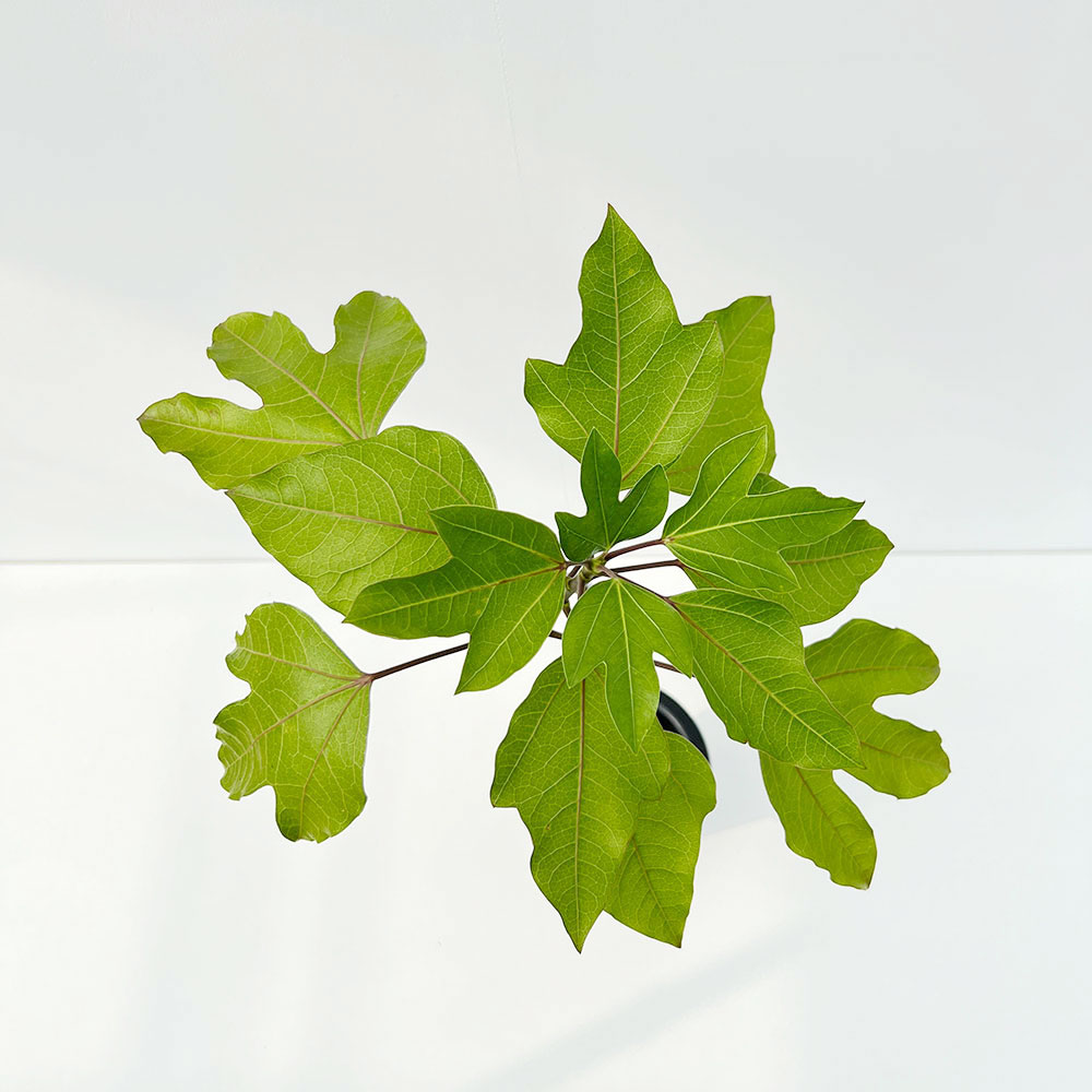 황칠나무 대형 상품의 잎을 위에서 찍은 모습