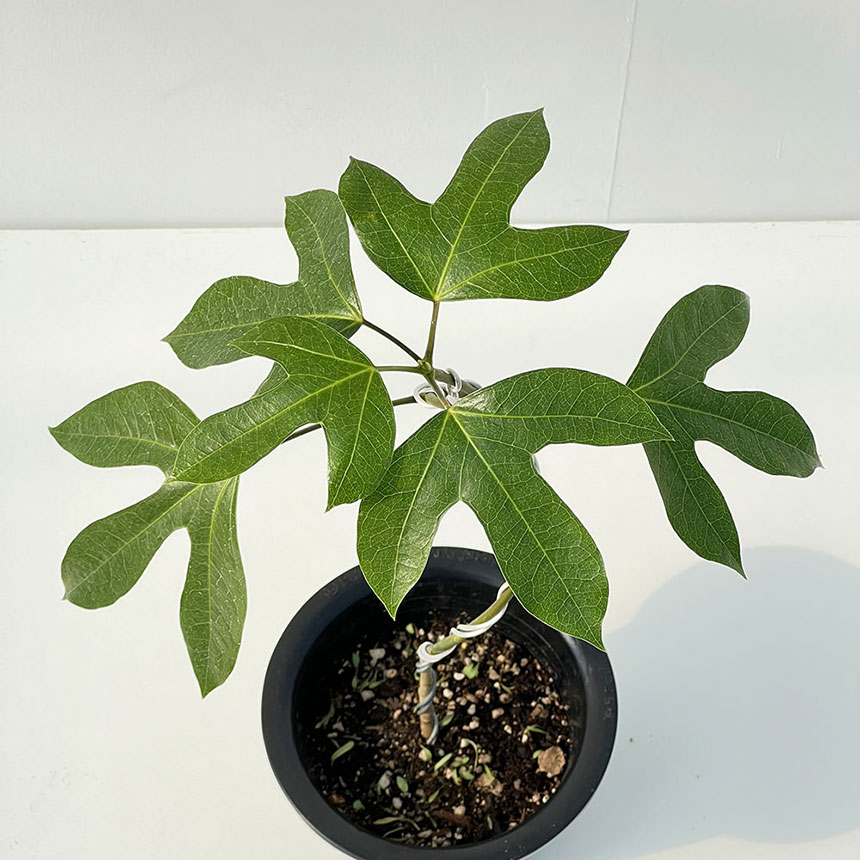 황칠나무 중품 상품의 잎을 위에서 찍은 모습