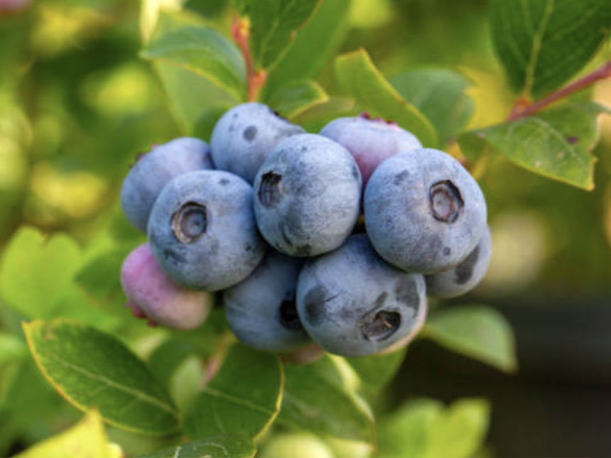 새콤 달콤한 맛이 조화로운 블루베리나무 묘목의 열매