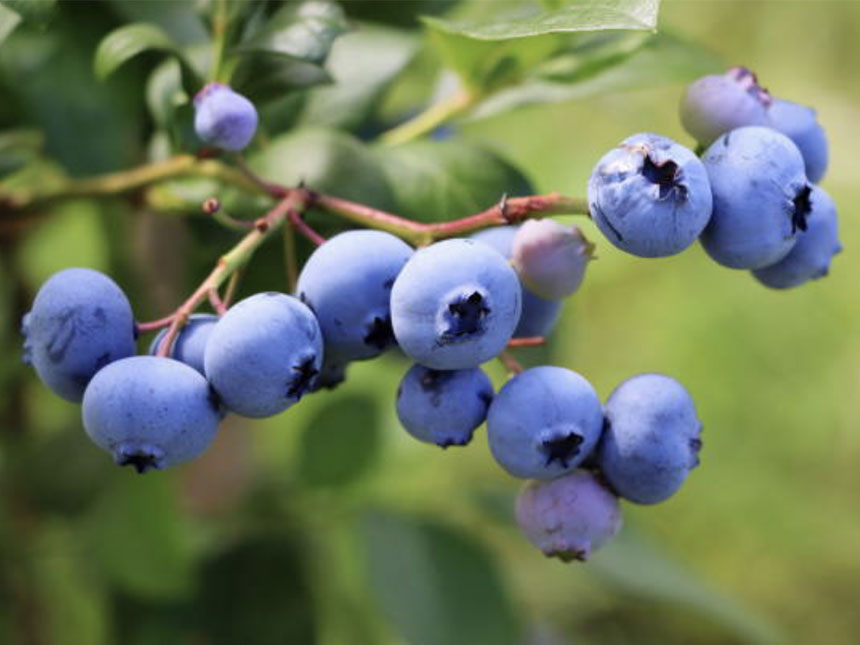수확을 앞두고 맛있게 익어가는 블루베리나무 묘목의 열매