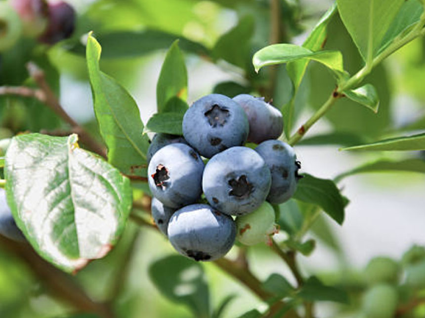 과육이 크고 단단한 북부 하이부시 품종의 잘 익은 블루베리 열매의 모습