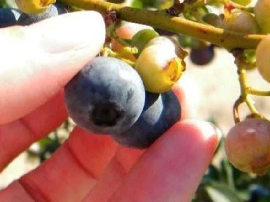 바로 수확이 가능한 결실된 블루베리 열매의 모습