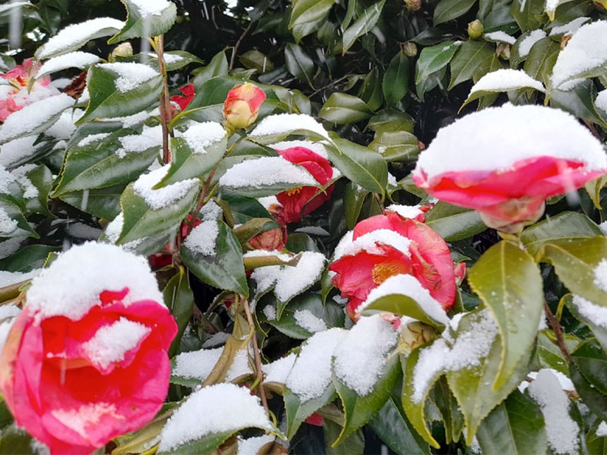 눈이 추운 겨울에도 꽃을 피우는 동백꽃나무의 모습