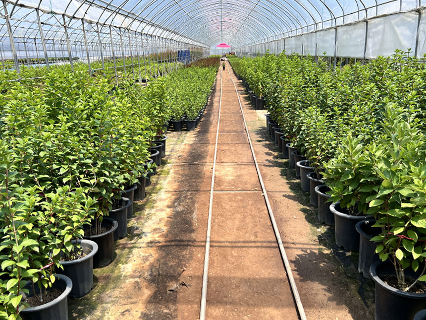 최적화된 환경과 대규모 첨단 시설에서 자라나고 있는 미스김라일락 화분의 모습