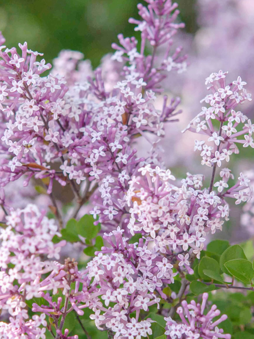 풍성한 향기를 자랑하는 미스김 라일락 꽃의 모습