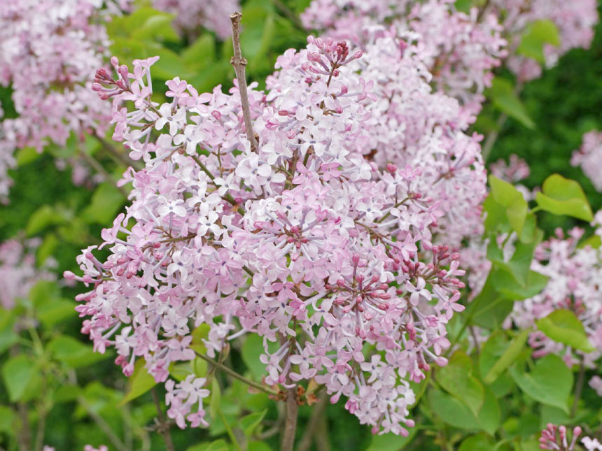 강한 향을 자랑하는 라벤더 색상의 미스김 라일락 꽃