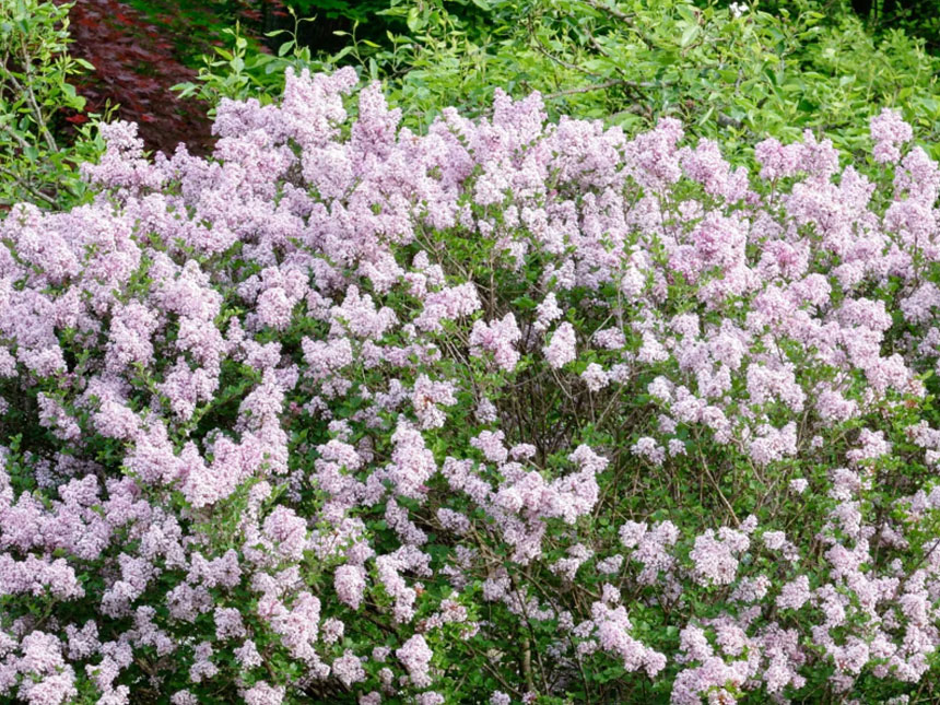 야외 정원에 식재한 미스김 라일락 나무 묘목의 모습