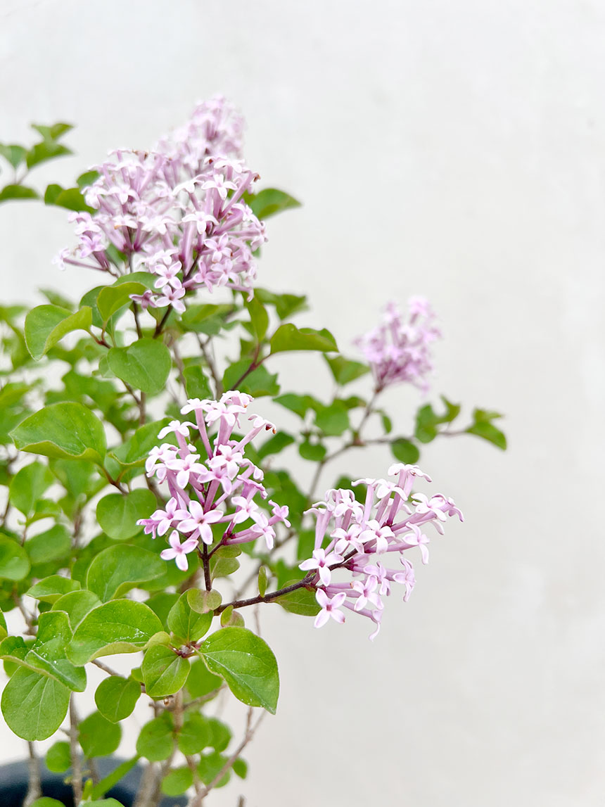 라벤더색상의 미스김 라일락 화분 꽃을 가까이에서 찍은 모습