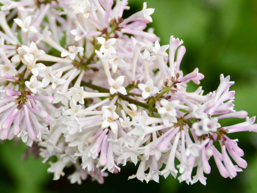 미스김 라일락의 꽃을 가까이에서 찍은 모습