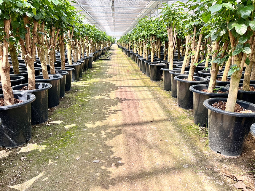 생육에 최적화된 환경과 시설로 실내공기정화 및 개업화분으로 인기 있는 아레카야자 나무 거실화분 식물을 재배하고 있는 모습