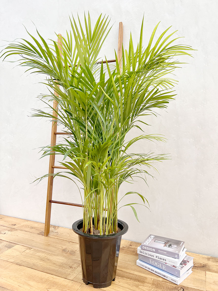 매장, 사무실, 집안 거실화분으로 추천하는 아레카야자 나무 대형식물의 모습