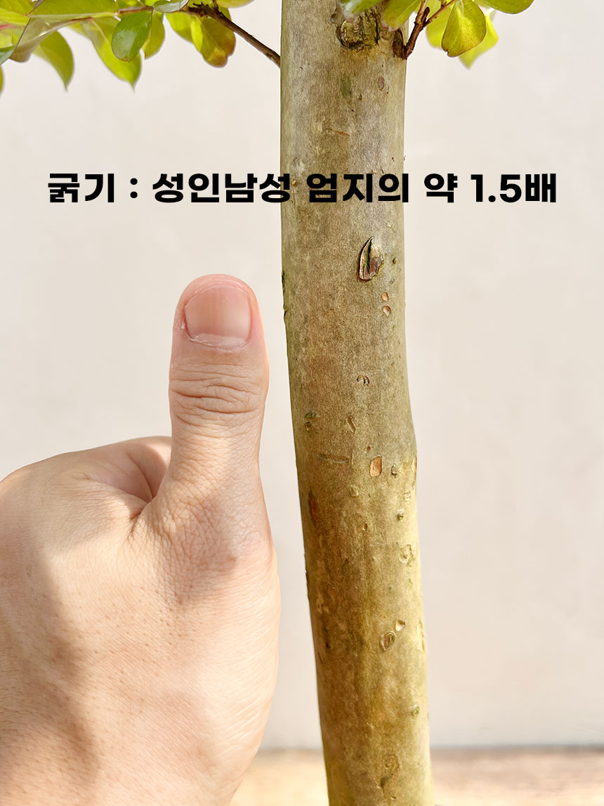 7년생 핑크벨로우 배롱나무의 목대를 손가락과 비교한 모습