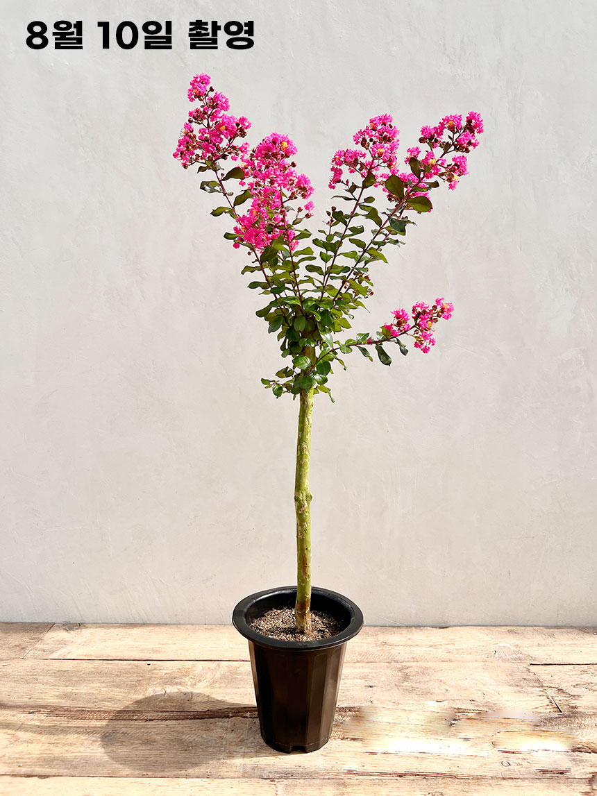 배롱나무 목백일홍 핑크벨로우 7년생 개화주