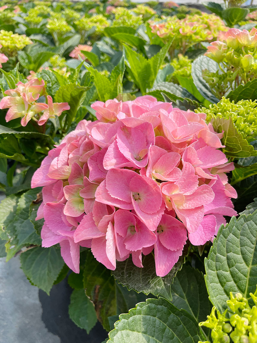 수국화분의 꽃을 촬영한 모습