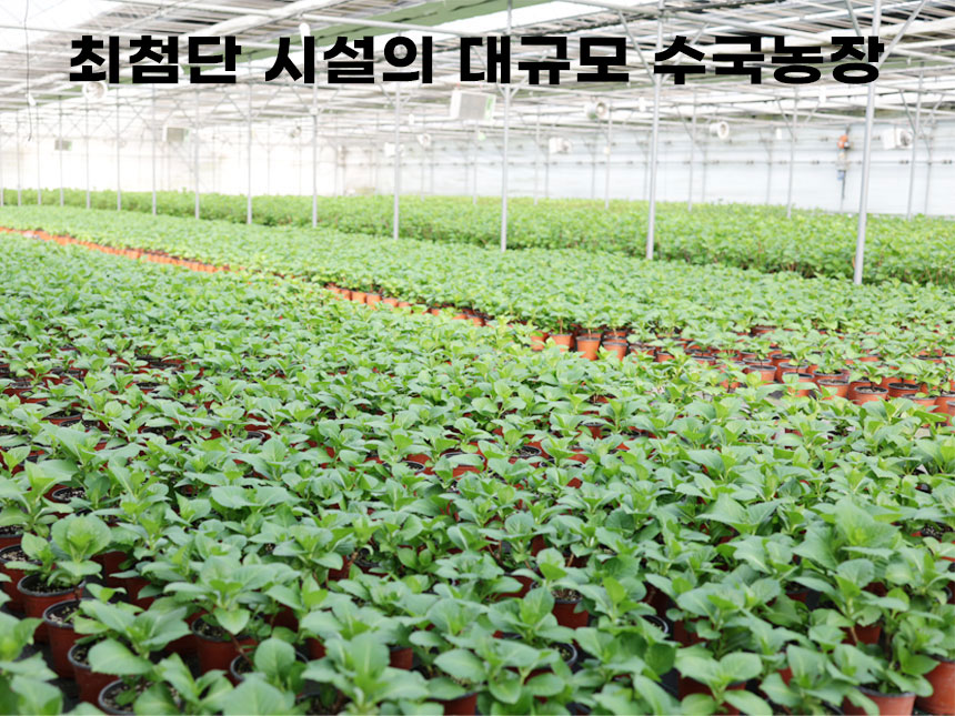 최적화된 환경과 대규모 첨단 시설에서 자라나고 있는 수국화분의 모습