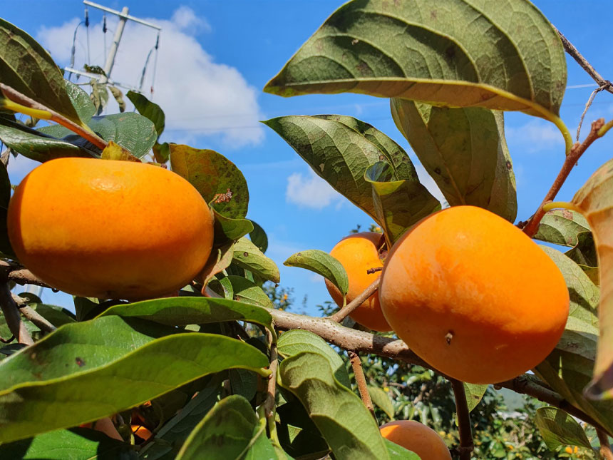 감나무 묘목에 달려 있는 수확직전의 차량단감의 모습