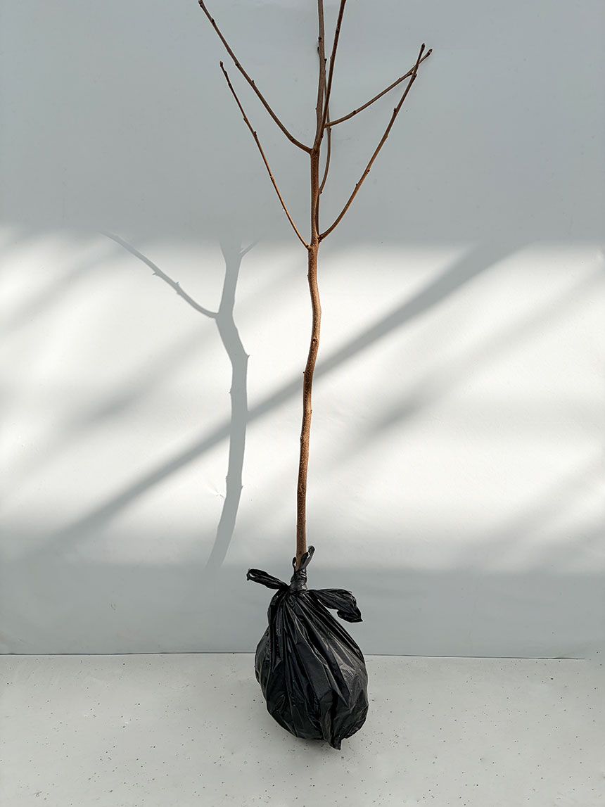 받아보실 차량 단감나무 묘목의 모습