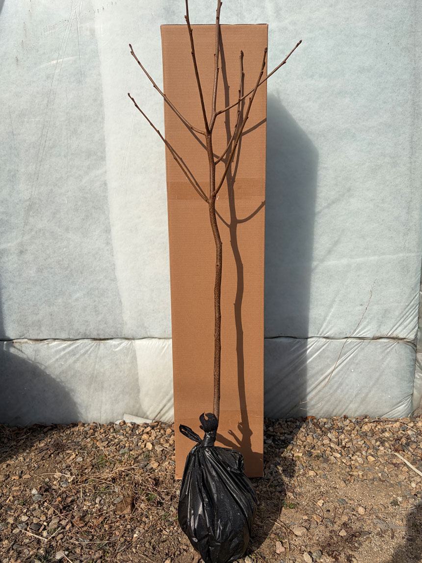 뿌리가 좋고 건강하게 키운 차량 단감나무