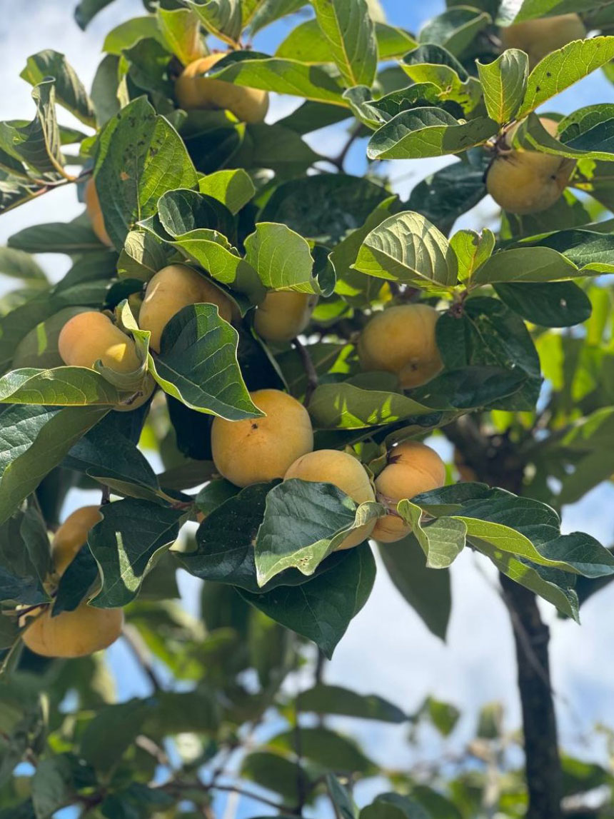 감이 주렁주렁 달린 차량 단감나무