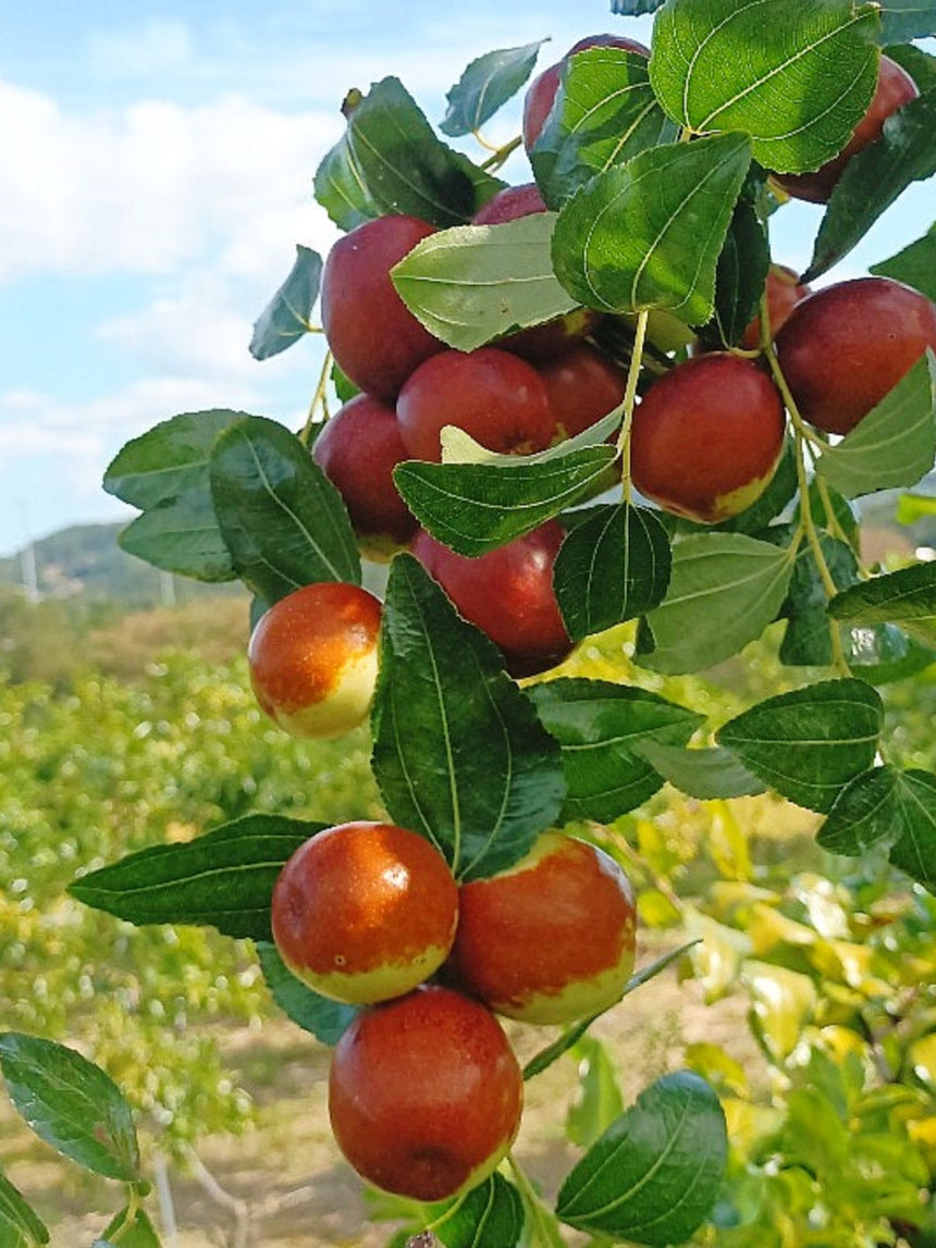 수확한 복조 대추나무 묘목의 열매를 가까이에서 찍은 모습