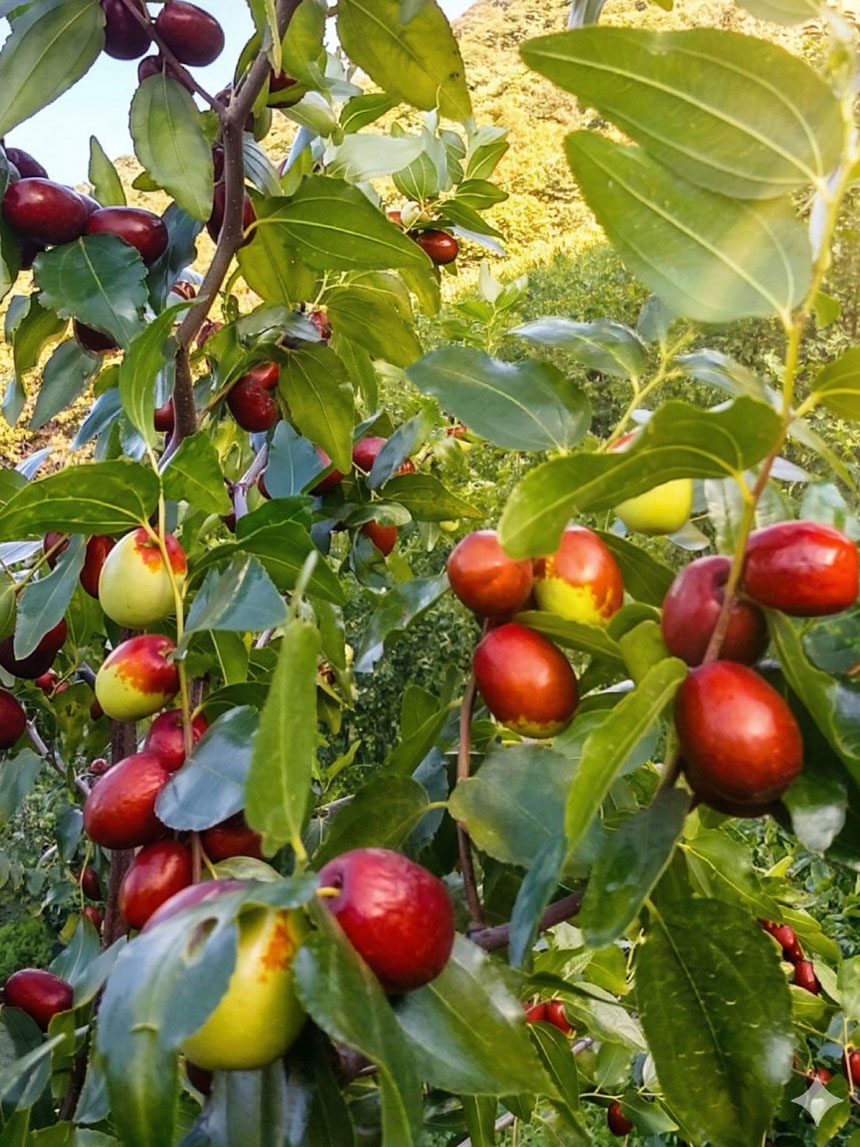수확직전의 복조대추나무 열매가 익어가는 모습