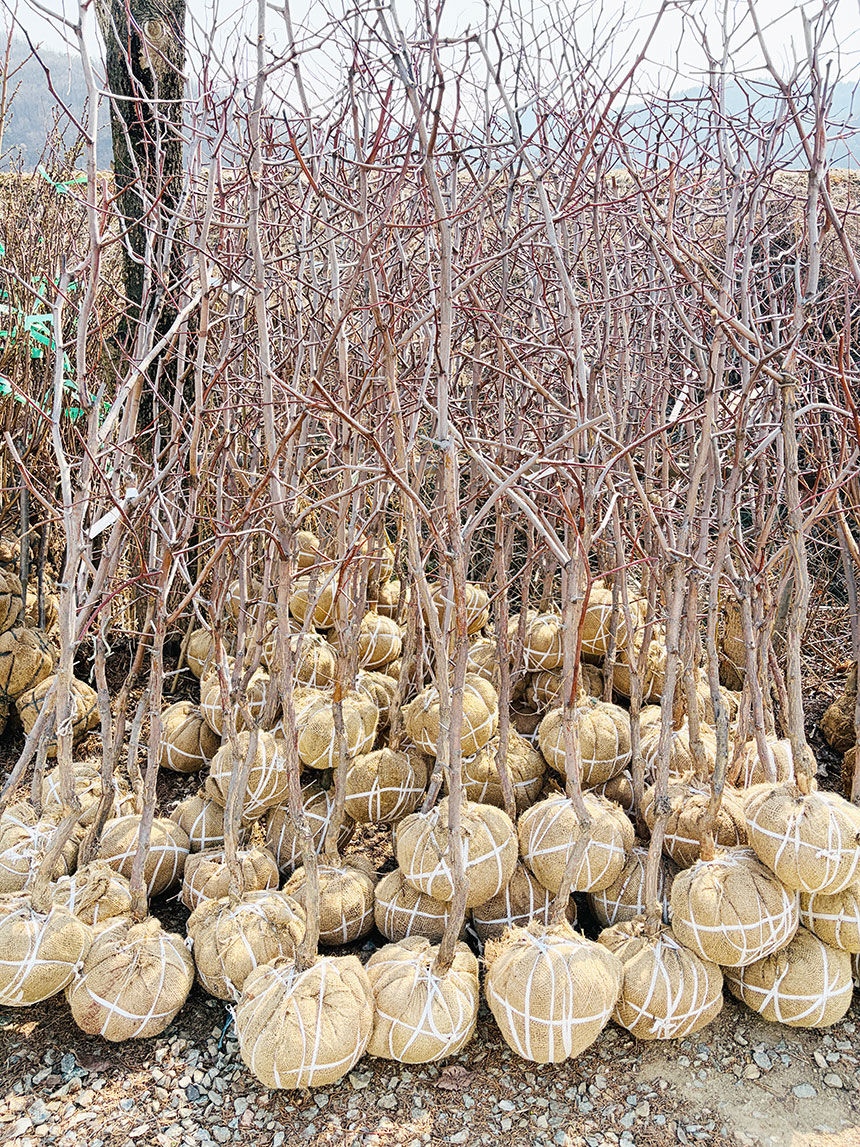 받아보실 복조 대추나무 묘목의 모습