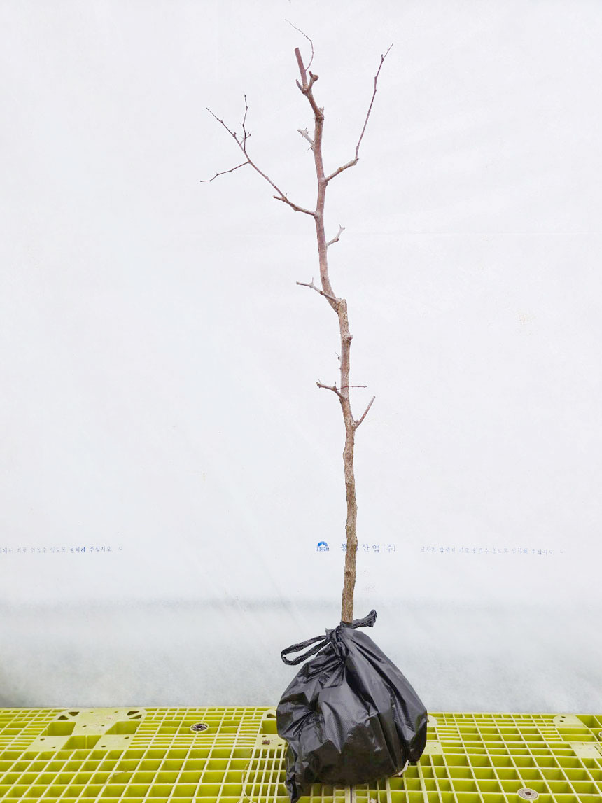 뿌리가 좋고 건강하게 키운 복조 대추나무