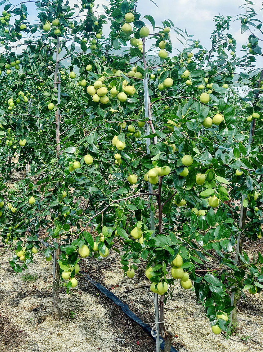 잘 익은 복조 대추나무 묘목의 열매를 찍은 모습