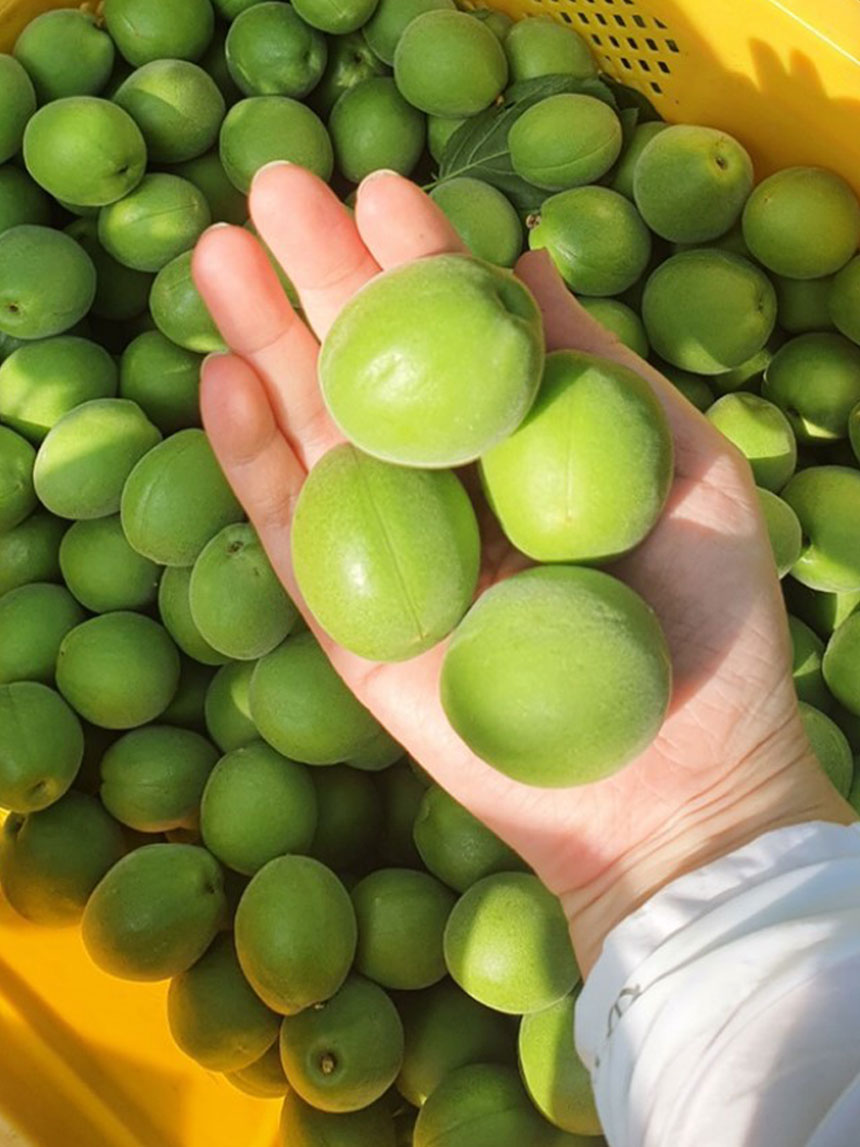 수세가 좋아 키우기 쉬운 청매실 나무