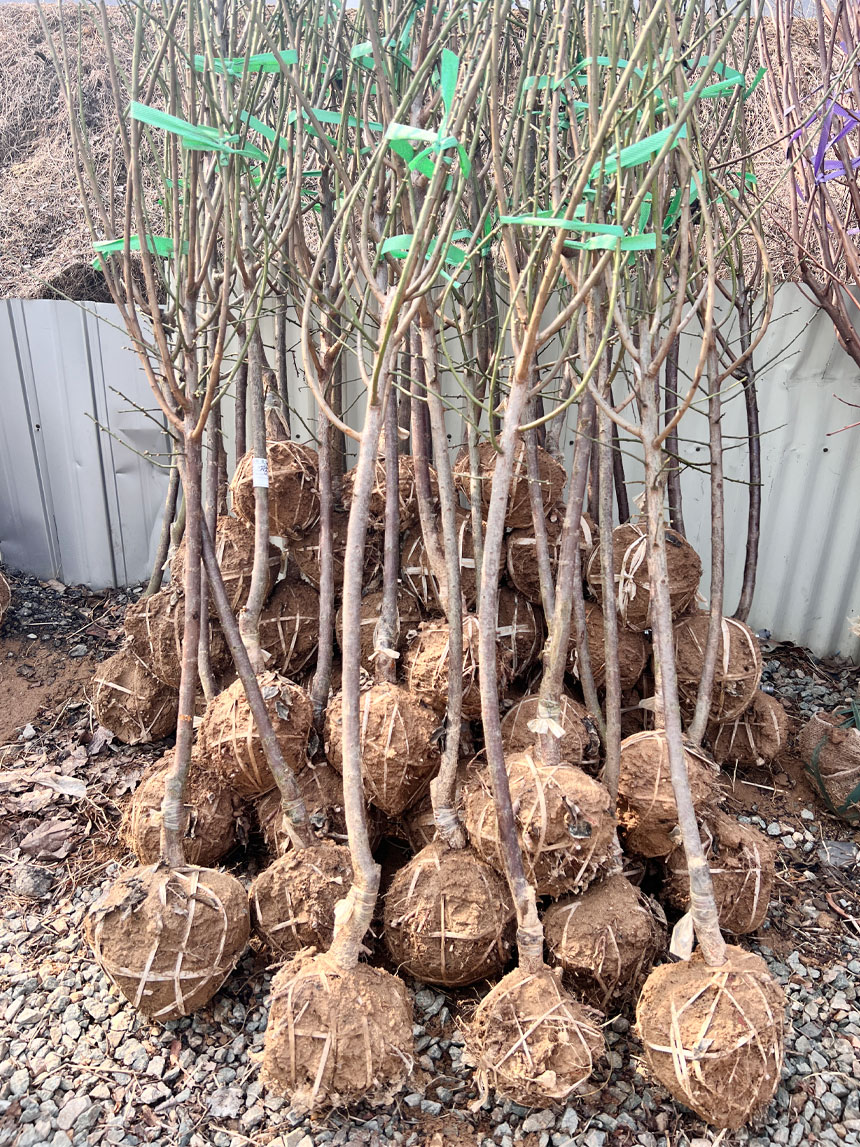 받아보실 청매실 나무 묘목의 모습