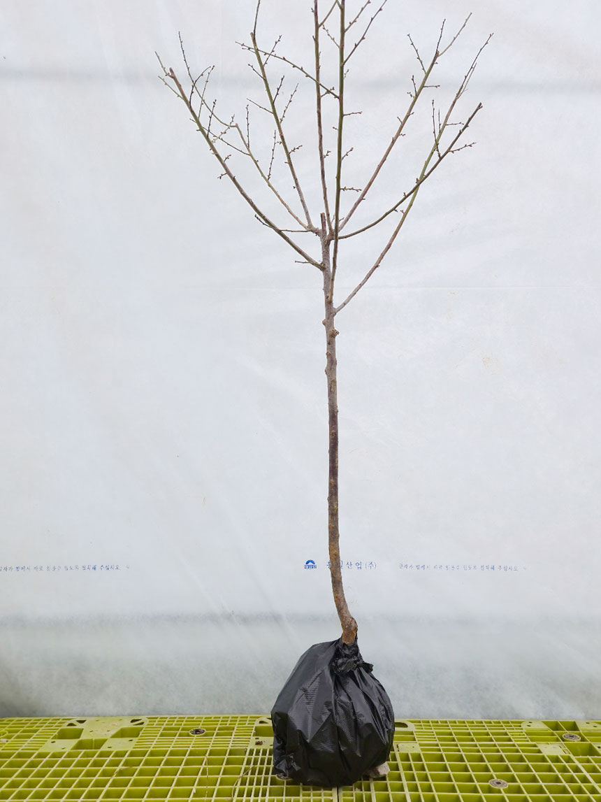 뿌리가 좋고 건강하게 키운 청매실 나무