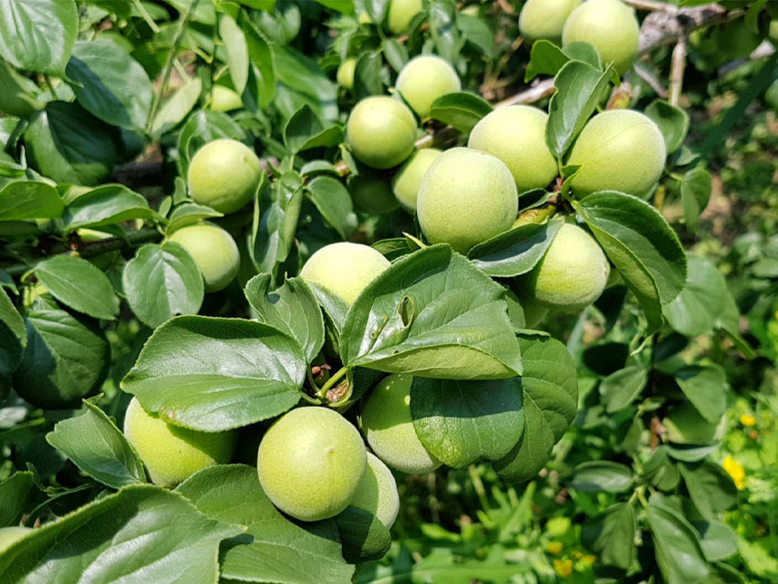 매실이 주렁주렁 달린 청매실나무