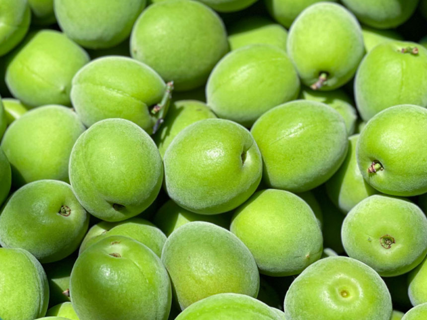 매실나무 묘목에 달려 있는 수확직전의 청매실의 모습