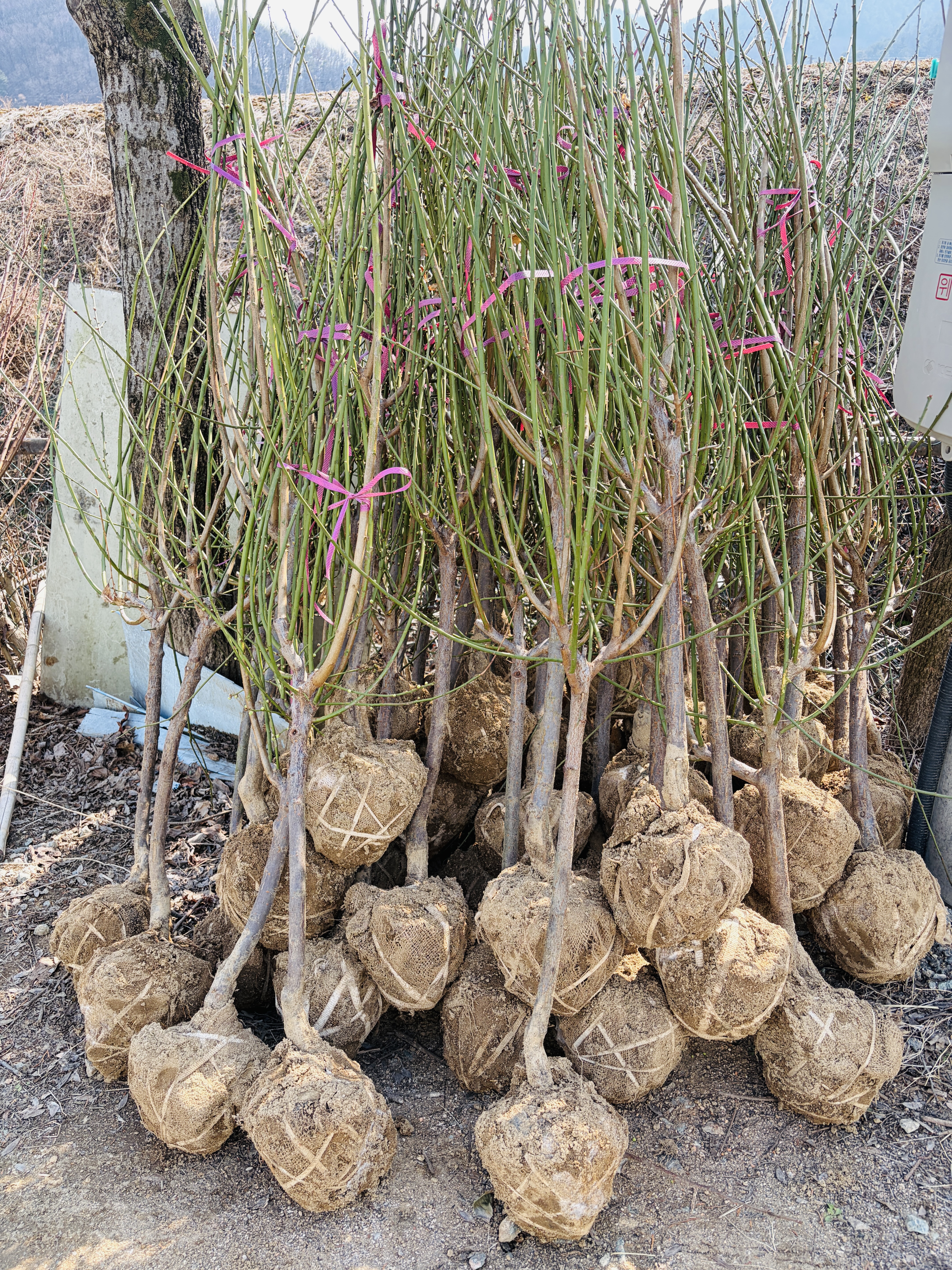 받아보실 청매실 나무 묘목의 모습