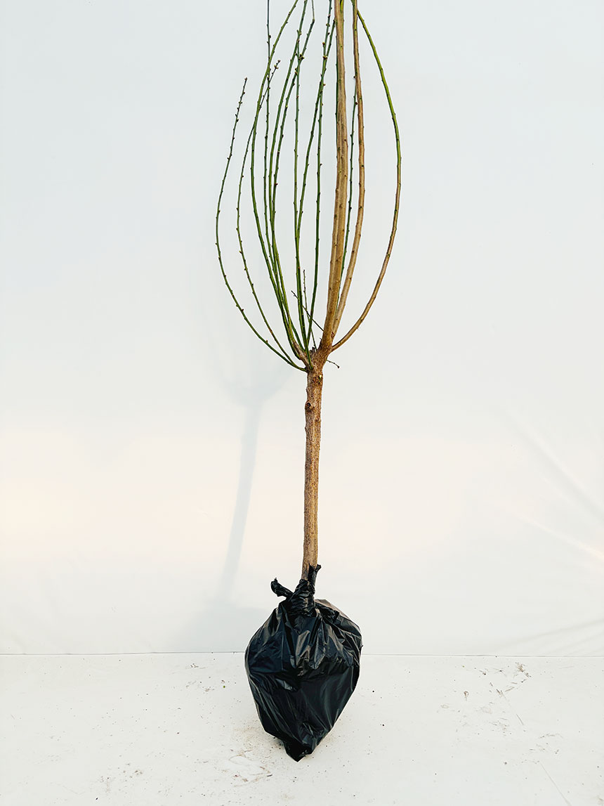 뿌리가 좋고 건강하게 키운 청매실 나무