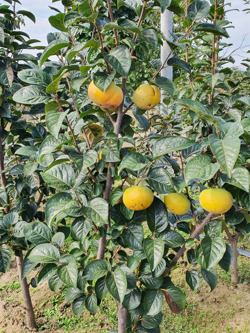 감이 주렁주렁 달린 태추 단감나무