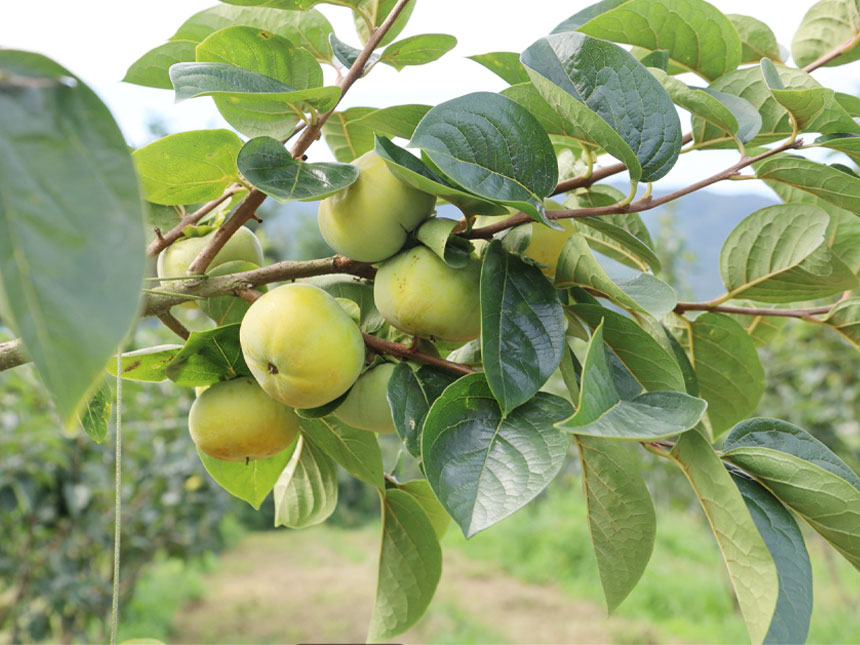 감나무 묘목에 달려 있는 수확직전의 태추단감의 모습