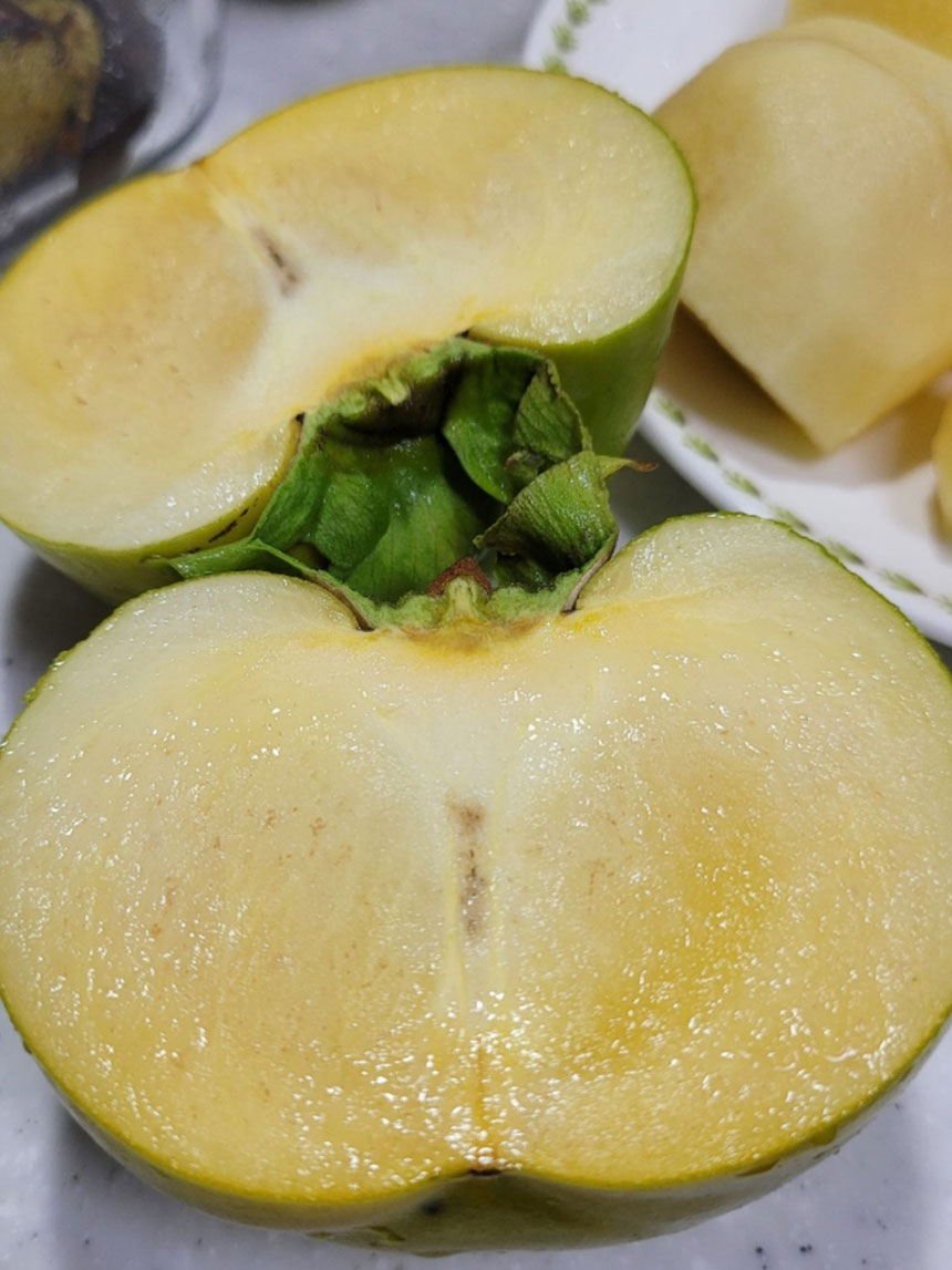 열매 크기가 크고 당도가 좋아 맛있는 태추 단감나무의 열매