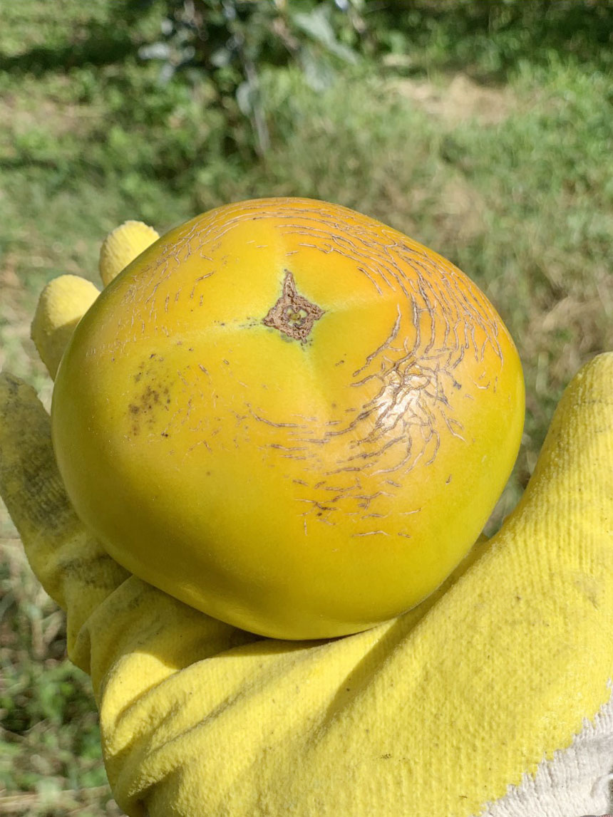 수세가 좋아 키우기 쉬운 태추 단감나무