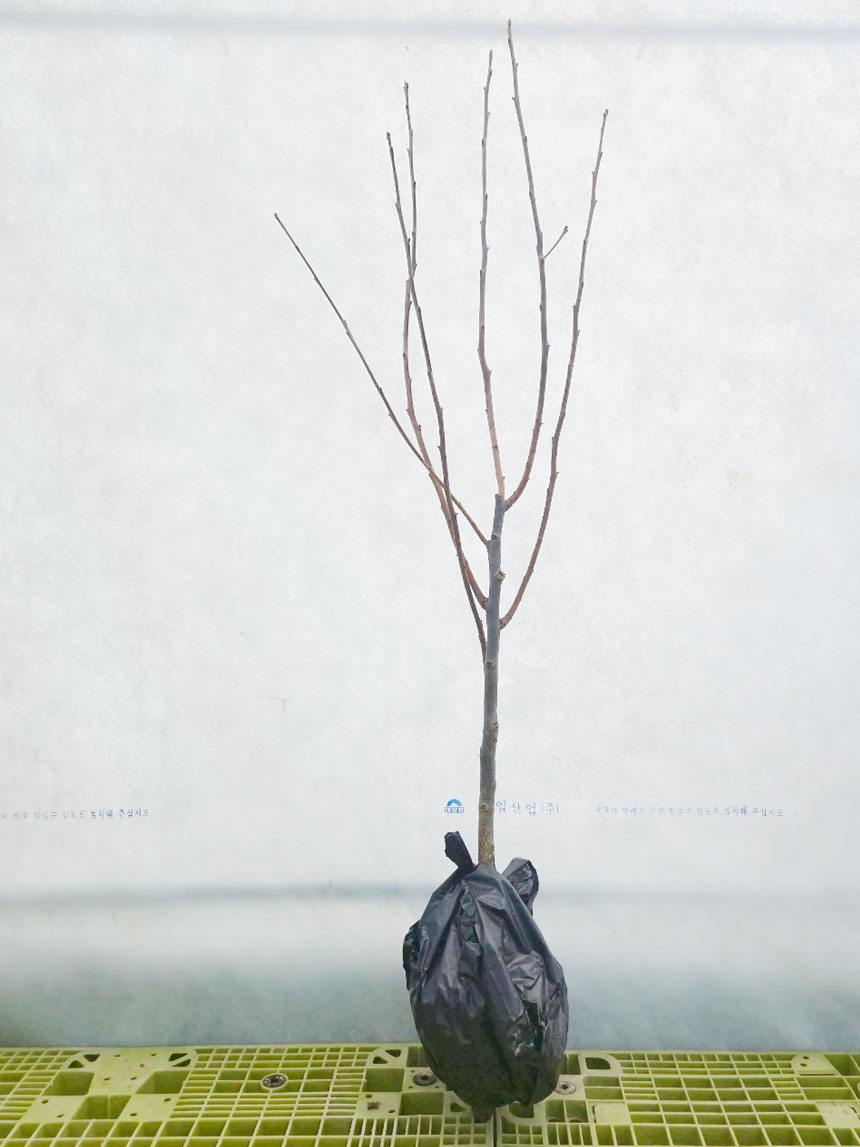 뿌리가 좋고 건강하게 키운 태추 단감나무