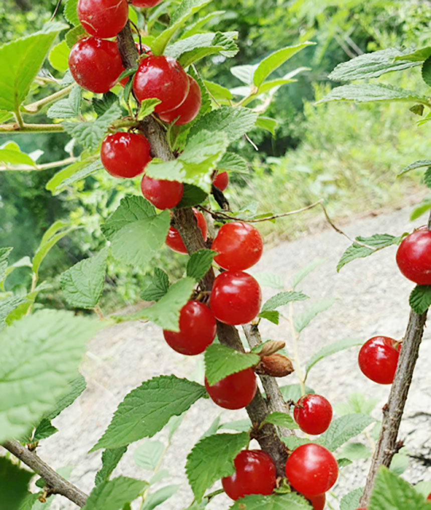 앵두나무 묘목에 달려 있는 수확직전의 왕앵두 모습