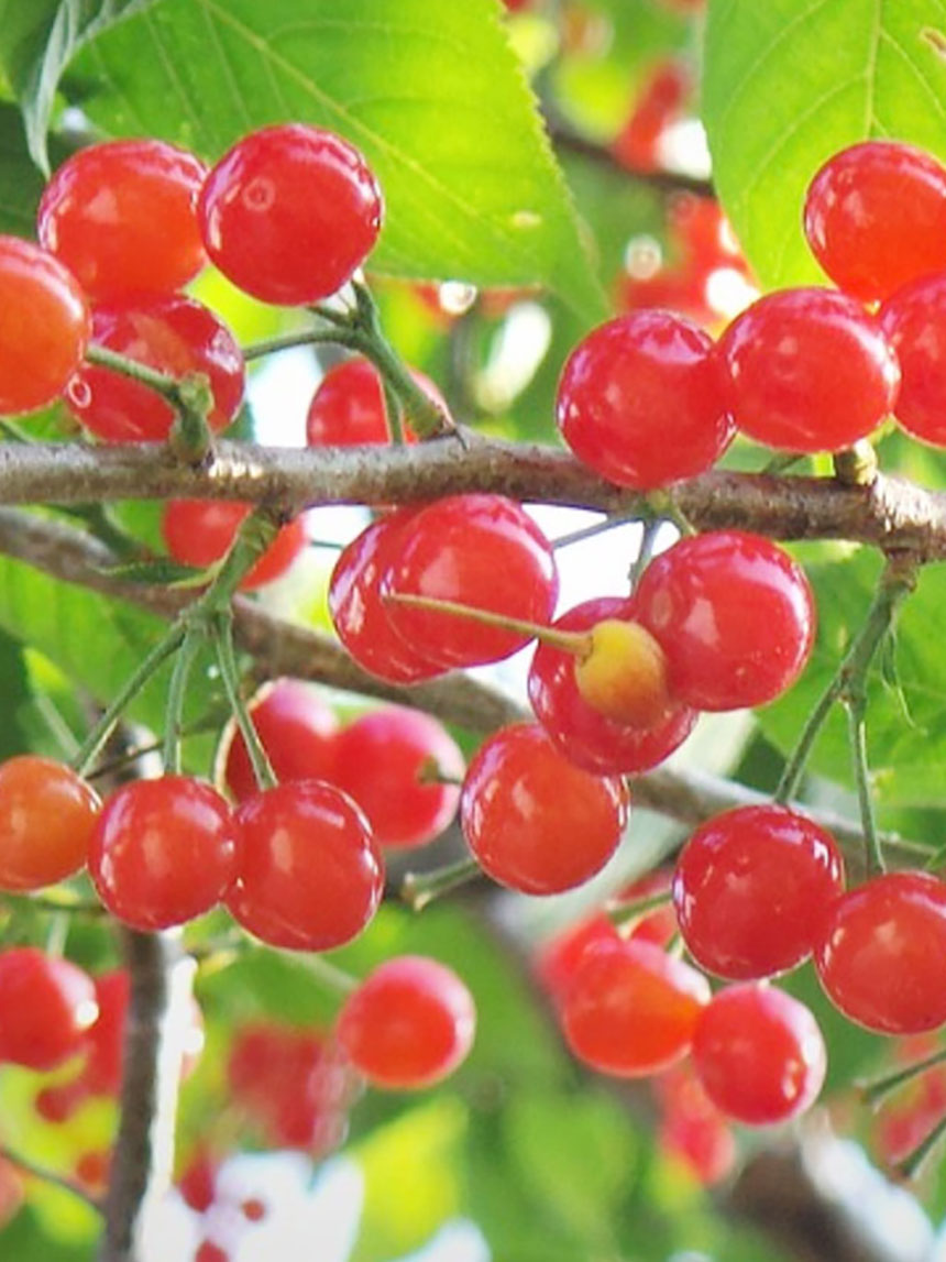 왕앵두 나무에 달려 있는 앵두의 모습