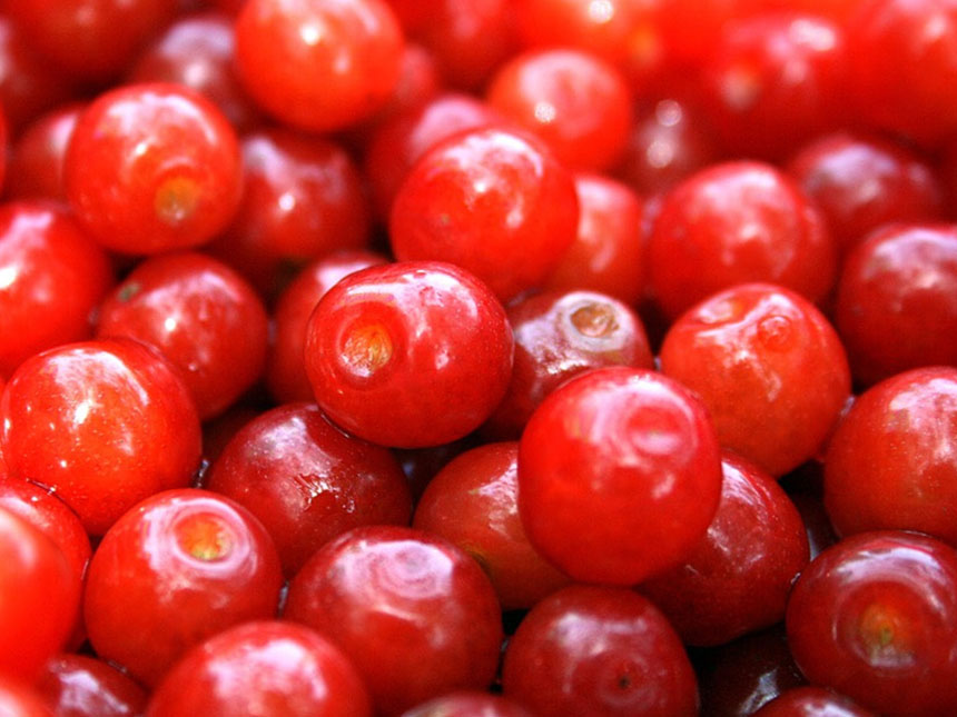 열매 크기가 크고 맛있는 왕앵두 열매