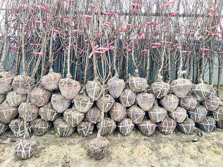 받아보실 왕앵두나무 3년생 결실주 묘목의 모습