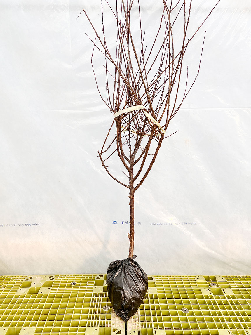 뿌리가 좋고 건강하게 키운 왕앵두나무