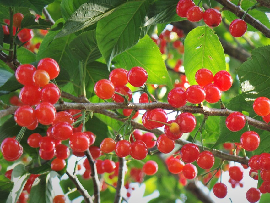 앵두가 주렁주렁 달린 왕앵두나무