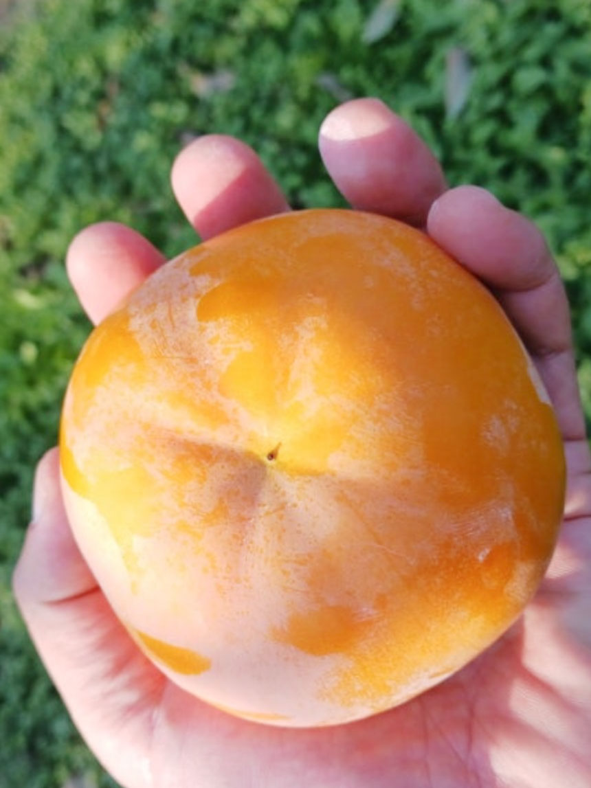 수세가 좋아 키우기 쉬운 감풍 단감나무