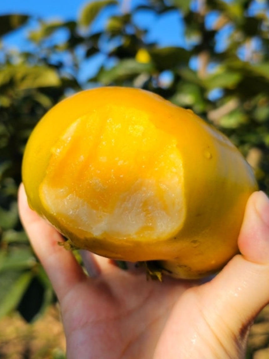 열매 크기가 크고 당도가 좋아 맛있는 감풍 단감나무의 열매