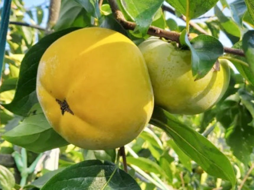 감나무 묘목에 달려 있는 수확직전의 감풍단감의 모습